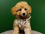 2,5 Aylık Sevimli Toy Poodle Yavrularımız