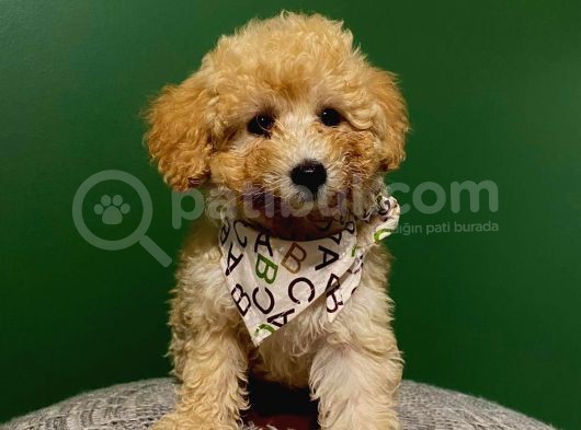 2,5 Aylık Sevimli Toy Poodle Yavrularımız görsel