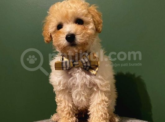 2,5 Aylık Sevimli Toy Poodle Yavrularımız görsel