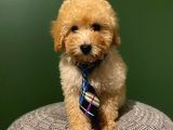2,5 Aylık Sevimli Toy Poodle Yavrularımız