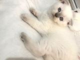 British Shorthair Ve Scotish Blue Point