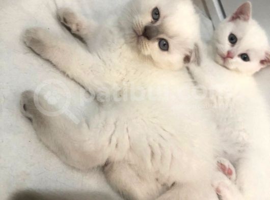 British Shorthair Ve Scotish Blue Point görsel