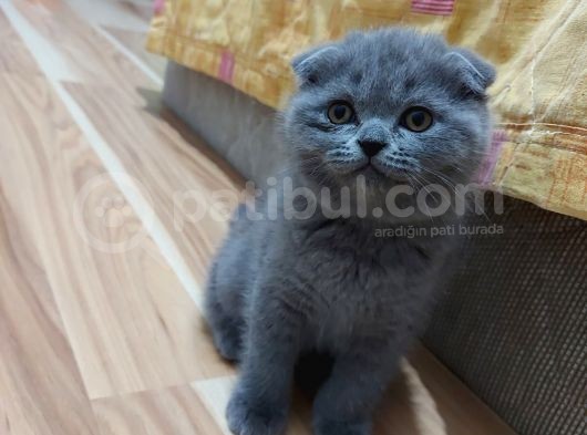 Güzel Huylu Kedilerimin Güzel Kedileri görsel