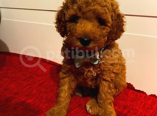 50 Günlük Toy Poodle Red Dişi Ve Erkek Yavrularımız görsel