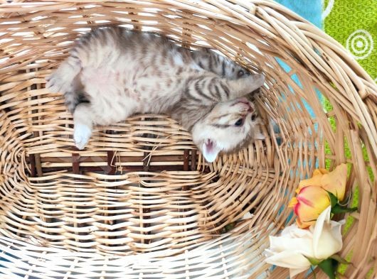 5 Haftalık British Shorthair Yavrular görsel