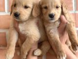 Safkan Ve Uygun Golden Arayanlara Özel Yavrularımız