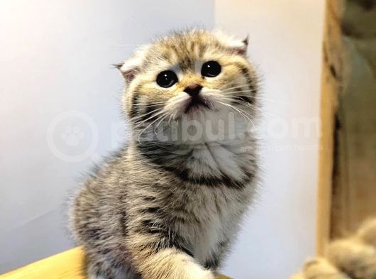 Ayı Surat Black Golden Aile Ortamında Büyümüş Yavrularımız görsel