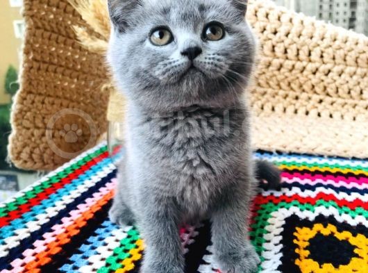 British Shorthair Di̇şi̇ 2 Aylik Baba Scr'Li̇