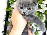 British Shorthair Di̇şi̇ 2 Aylik Baba Scr'Li̇