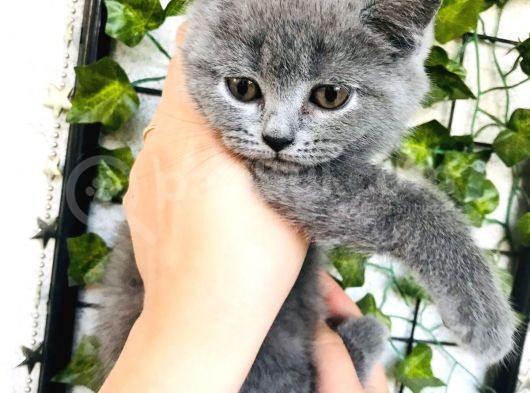 British Shorthair Di̇şi̇ 2 Aylik Baba Scr'Li̇ görsel
