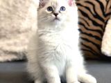 Ödüllü Ragdoll Bebekleri̇m