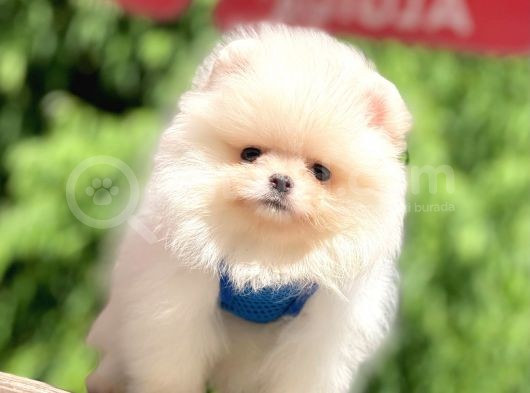 Safkan Pomeranian Boo Yavrular görsel