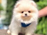 Safkan Pomeranian Boo Yavrular