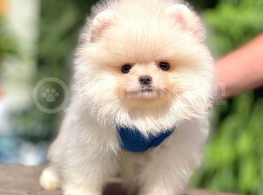 Safkan Pomeranian Boo Yavrular görsel