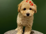 Toy Poodle 3 Aylık Dişi Ve Erkek Yavrularımız