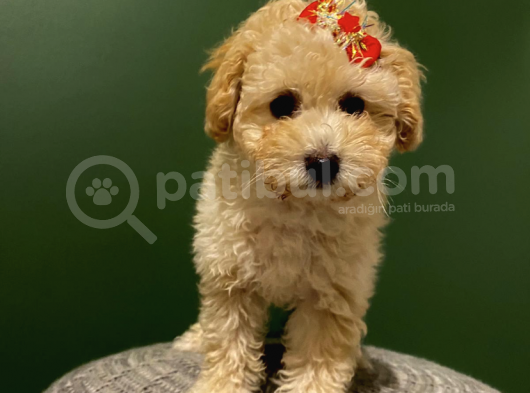 Toy Poodle 3 Aylık Dişi Ve Erkek Yavrularımız