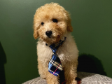 Toy Poodle 3 Aylık Dişi Ve Erkek Yavrularımız