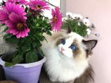 Ödüllü Ragdoll Bebekleri̇m