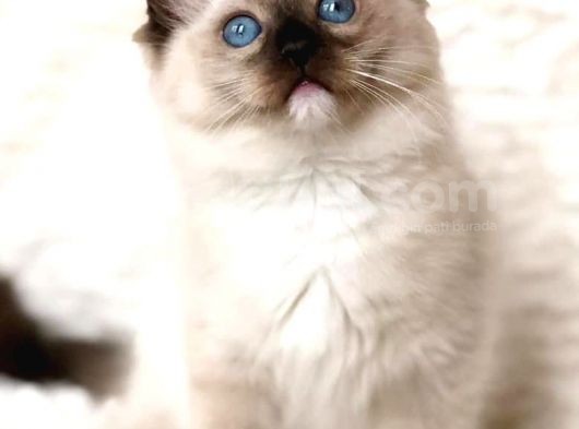 Ragdoll Safkan Show Class  Bebekleri̇m görsel