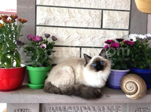 Ödüllü Ragdoll Bebekleri̇m görsel