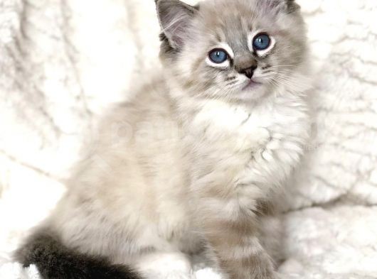 Ragdoll Safkan Show Class  Bebekleri̇m görsel