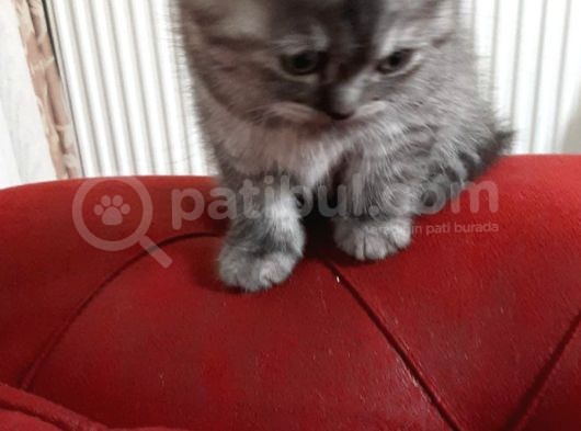 Safkan Brıtısh Straiğht Silver Ns 1133 görsel