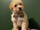 Toy Poodle 3 Aylık Dişi Ve Erkek Yavrularımız