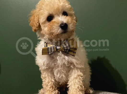 Toy Poodle 3 Aylık Dişi Ve Erkek Yavrularımız görsel