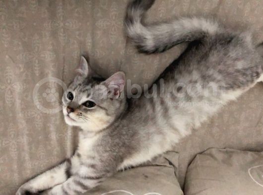 Zorunda Kaldığım İçin Sahiplendiriyorum  görsel