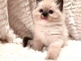 Ödüllü Ragdoll Bebekleri̇m