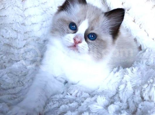 Ödüllü Ragdoll Bebekleri̇m