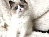 Ödüllü Ragdoll Bebekleri̇m