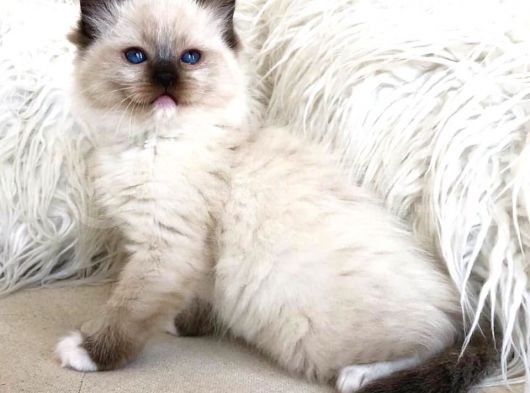 Ragdoll Safkan Show Class  Bebekleri̇m görsel