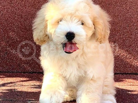 A Kalite F1 Malti̇poo Oğlumuz 2.5 Aylık görsel