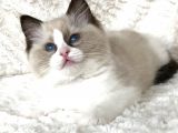 Ragdoll Safkan Show Class  Bebekleri̇m