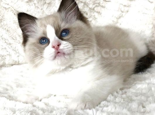 Ragdoll Safkan Show Class  Bebekleri̇m görsel