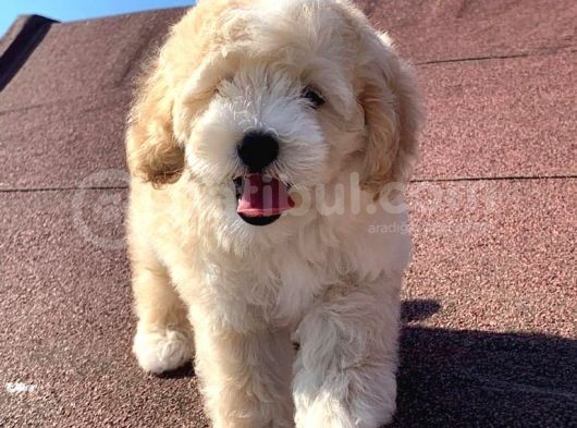 A Kalite F1 Malti̇poo Oğlumuz 2.5 Aylık görsel