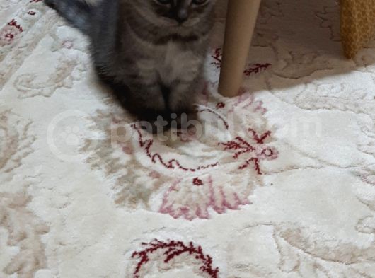 Safkan Brıtısh Straiğht Silver Ns 1133 görsel