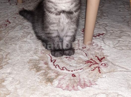 Safkan Brıtısh Straiğht Silver Ns 1133