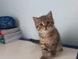 Çiko Yeni Yuvasini Ariyor