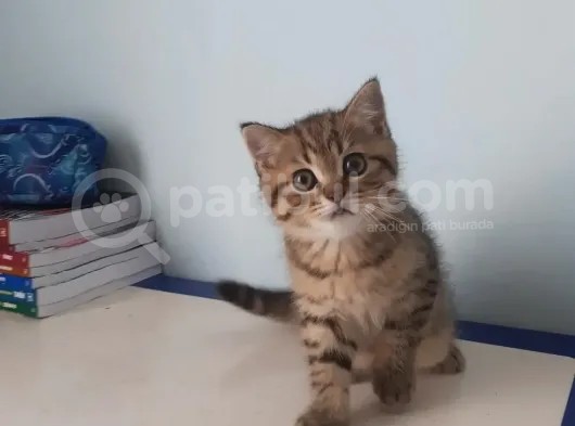 Çiko Yeni Yuvasini Ariyor