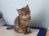 Çiko Yeni Yuvasini Ariyor