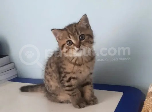 Çiko Yeni Yuvasini Ariyor görsel
