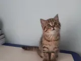 Çiko Yeni Yuvasini Ariyor