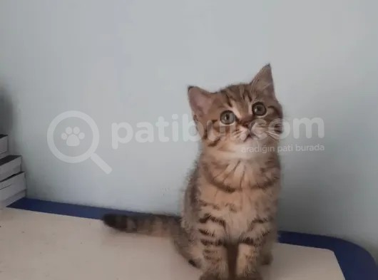 Çiko Yeni Yuvasini Ariyor görsel