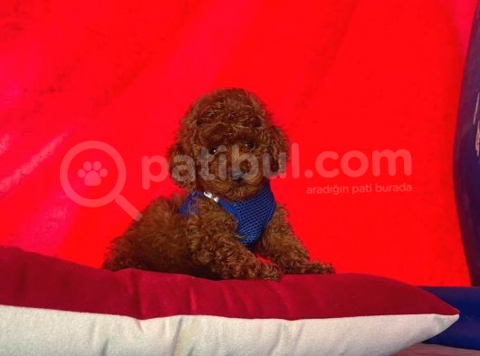 Toy Poodle Yavrularımız görsel