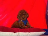 Toy Poodle Yavrularımız
