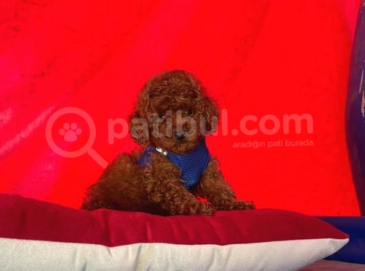 Toy Poodle Yavrularımız görsel