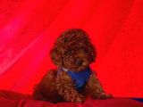Toy Poodle Yavrularımız