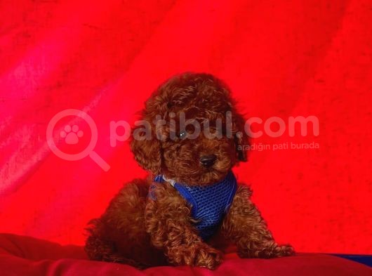 Toy Poodle Yavrularımız
